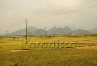 Rice field of Thanh Hoa Province