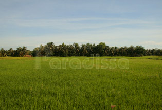 Rice field outside of Tra Vinh Town bordered by coconut forests