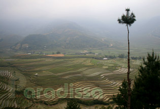 Rizières en terrasses à Tu Le, Yên Bái