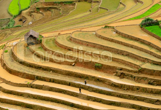 Mu Cang Chai Rice Terraces, Yen Bai, Vietnam
