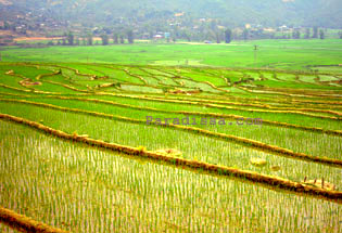 Muong Lo Valley Yen Bai