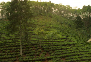 tea plantations on terraces 
