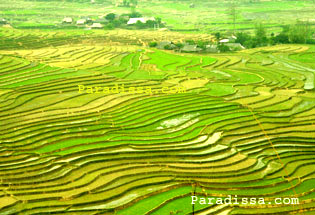 Rice Terraces at Tu Le