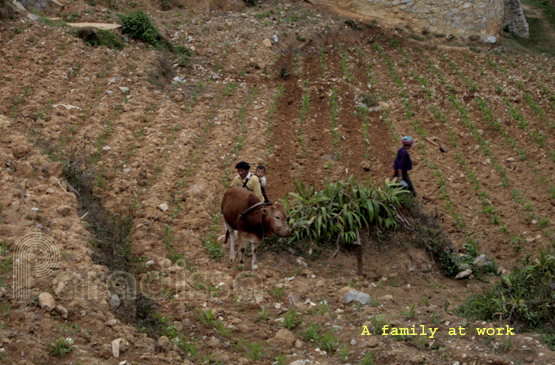 A Hmong family working on a farm strewn with rock in the Dong Van Plateau
