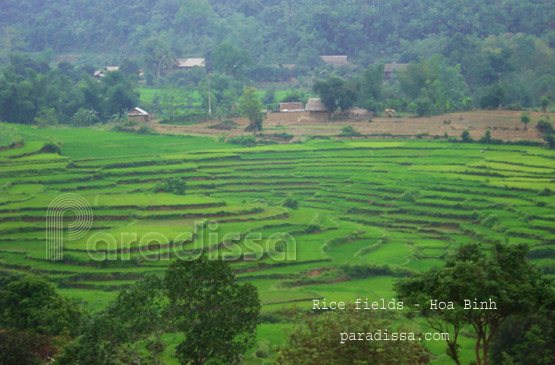 Rice fields in Hoa Binh