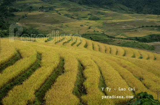 Rice terraces at Y Ty Commune