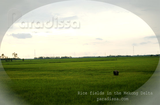 Ricefields in the Mekong Delta