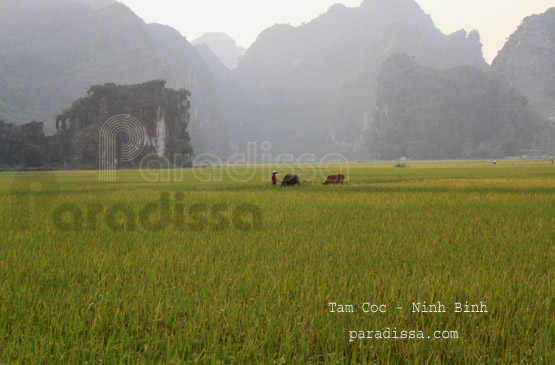 Idyllic rice fields amid outcrops in the countryside of Ninh Binh Province Vietnam