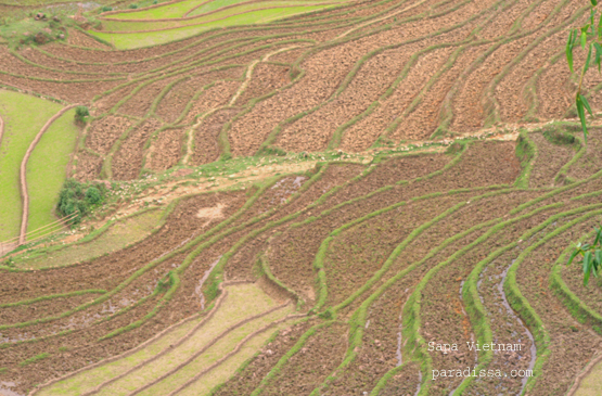 Images of Sapa Rice Terraces
