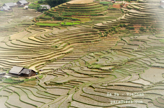 Images of Sapa Rice Terraces