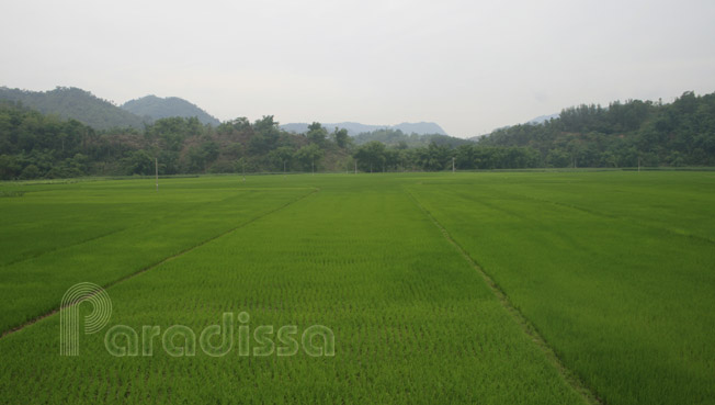 Rice fields on the road to Ba Be