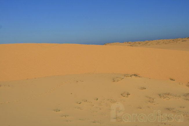 The White Sand Dune in Bac Binh, Binh Thuan Province which can be day-tripped from Mui Ne