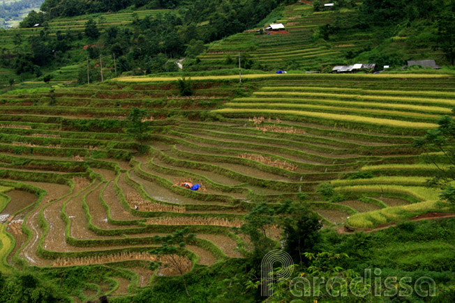 A mountainside with golden rice terraces at Ban Nhung