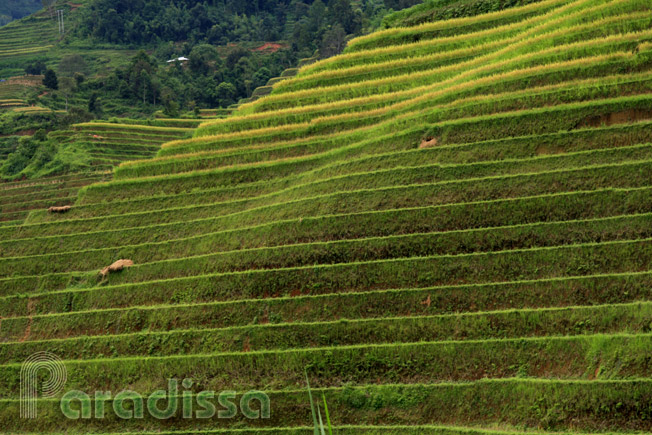 A photo of golden rice terraces on a steep mountainside at Ban Nhung