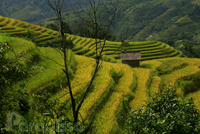 Amazing rice terraces