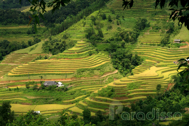 Mountainside awash with golden colors of ripe rice
