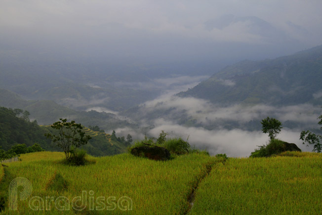 Captivating landscape in front of our homestay at Hoang Su Phi, Ha Giang