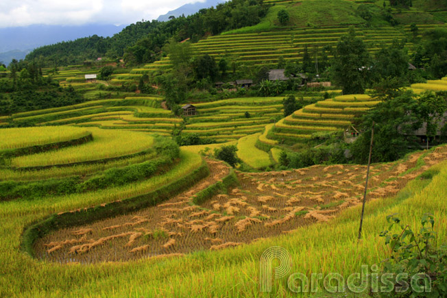 A hidden rice valley at Hoang Su Phi