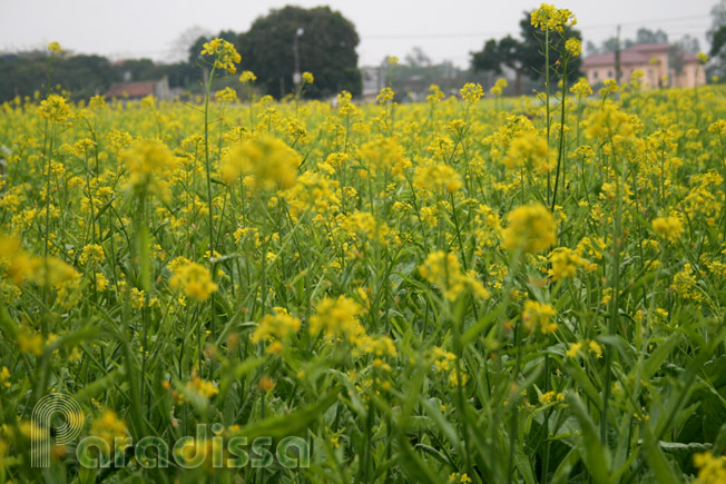 The whole fields awash with shining yellow blossoms