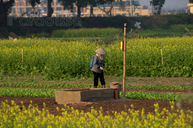 A lady in conical hat working in the field