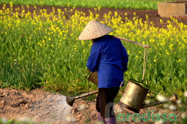 A farmer in conical hat sprinkling water on the field