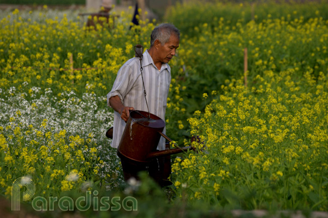 An old man sprinkling water on the flowers