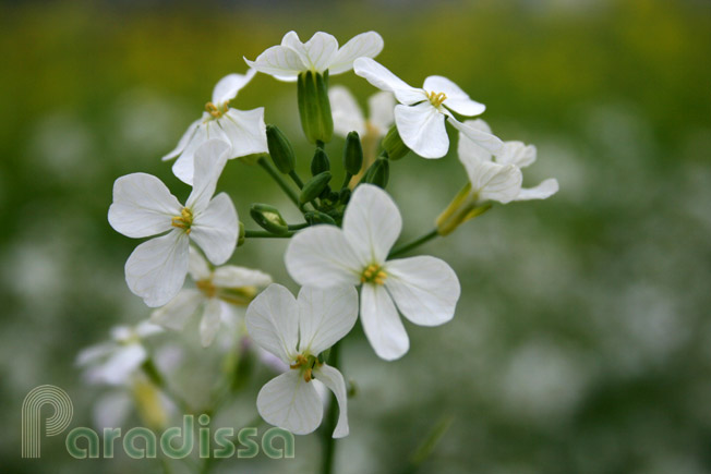 A macro photo of the white flowers