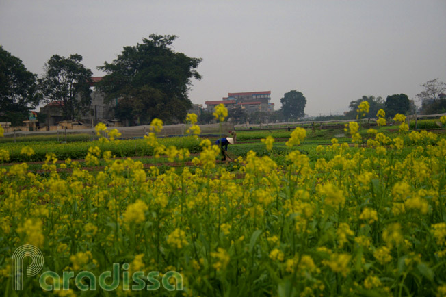 A photo with the flowers in the foreground and faraway background