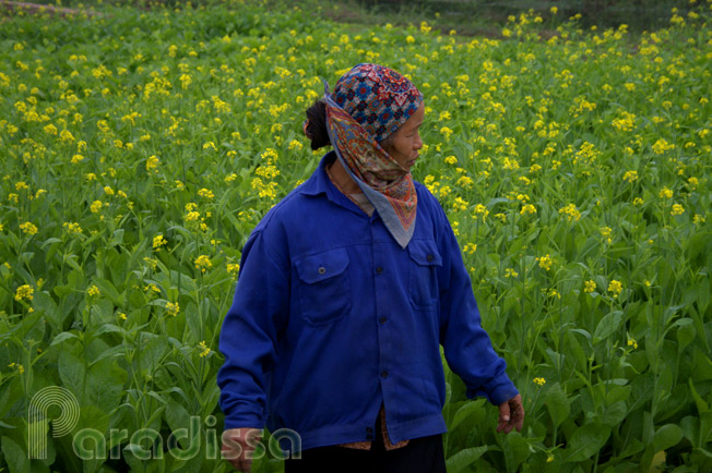 A farmer lady in a flower field