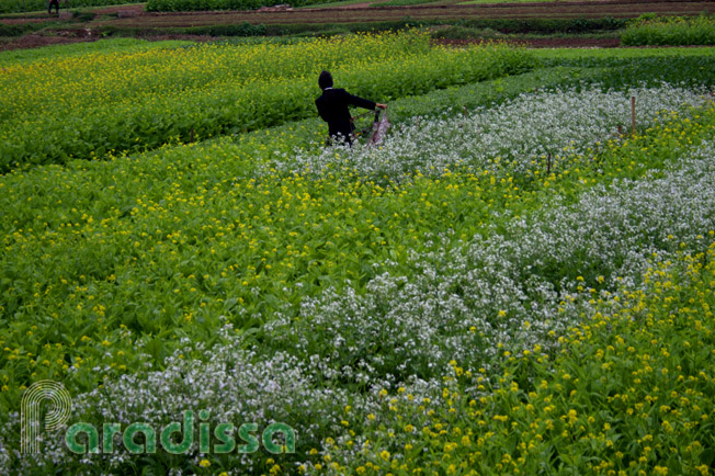 A lady working in a vast flower field