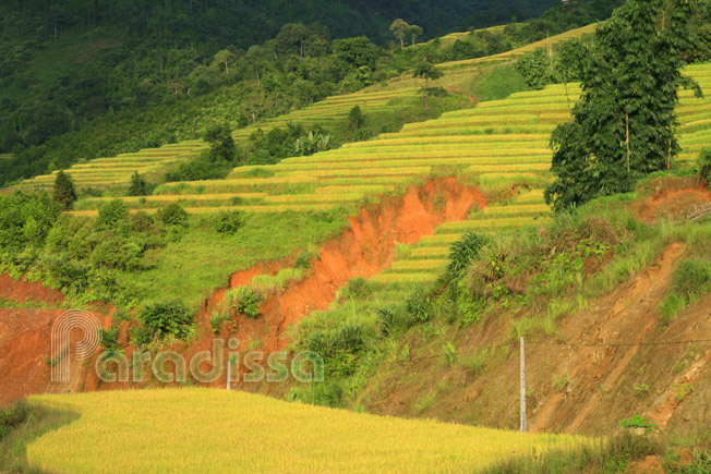 Golden rice terraces at Ban Lien Village, Bac Ha, Lao Cai, Vietnam