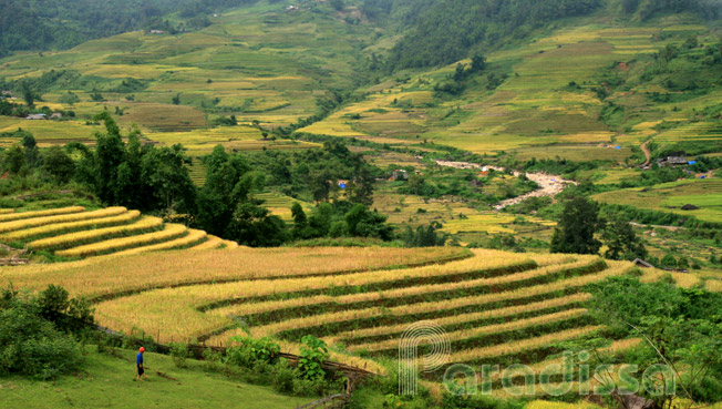 Captivating rice terraces at Den Sang, Bat Xat