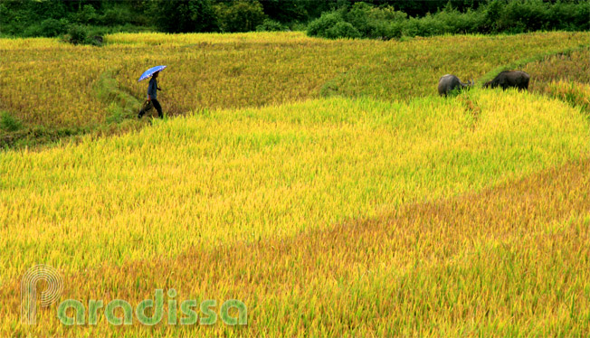 A farmer coming towards his water buffalos in a golden rice field
