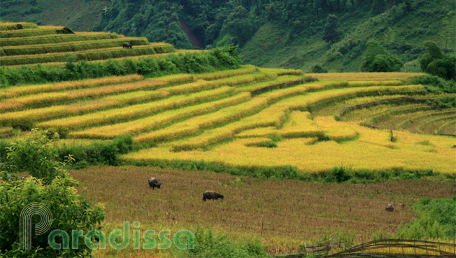 Buffalo grazing in a terraced rice field