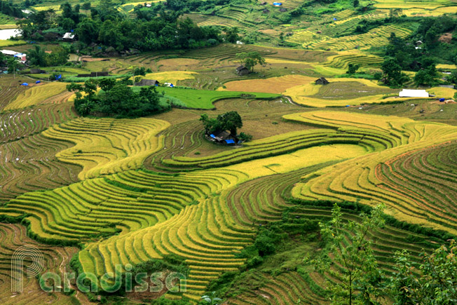 Rice terraces at Sang Ma Sao, Bat Xat, Lao Cai Province