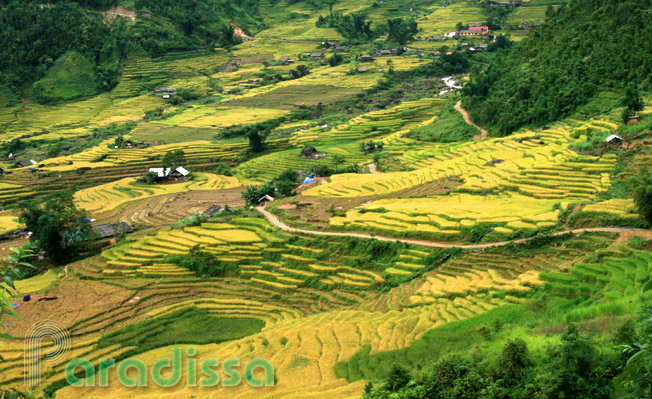 A scenic mountain slope with a meandering road amid rice terraces