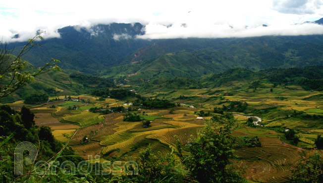 View of golden rice terraces on the trek to Bach Moc Luong Tu