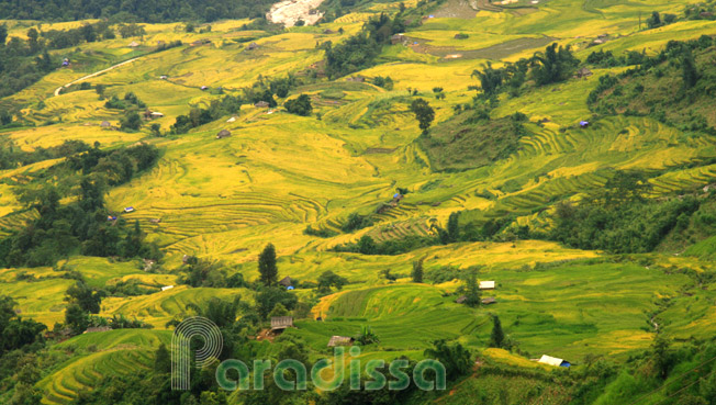 Golden rice terraces at Y Ty, Bat Xat
