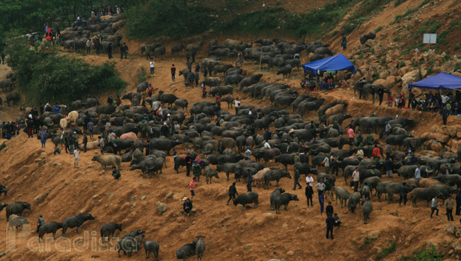 Water buffaloes at the Can Cau Market in Lao Cai Province