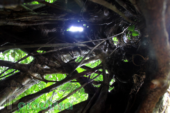 A strangler fig tree at the Cuc Phuong National Park with hollowed tree trunk which enshrounds an amazing biological story