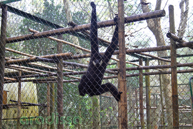 The Primate Rescue Center at the Cuc Phuong National Park, Ninh Binh, Vietnam