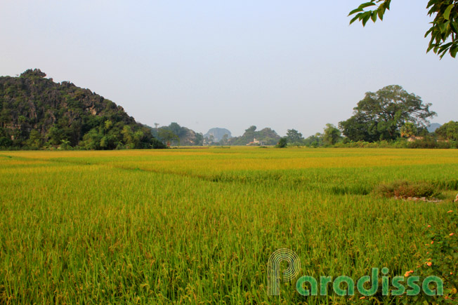 Golden rice fields at Tam Coc in Ninh Binh Province