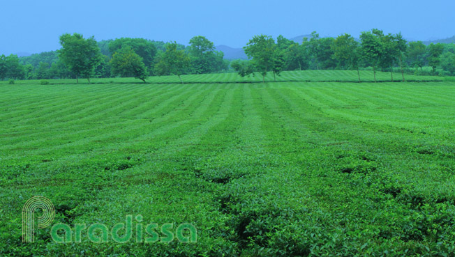 Tea plantations at Phu Tho