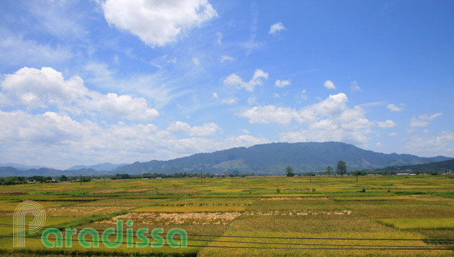 Rice fields at Phu Tho