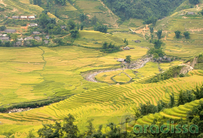 The Muong Hoa Valley in Sapa at the time of the golden rice