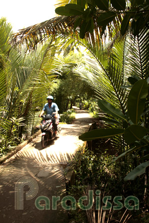 A trail amid a coconut forest at Soc Trang