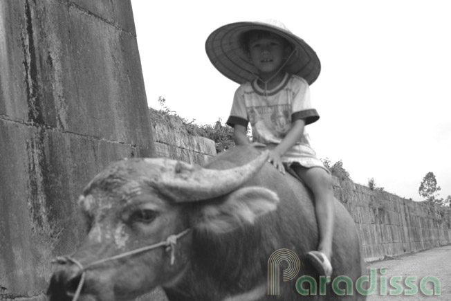 A little kid riding a water buffalo at the Ho Family's Citadel in Thanh Hoa