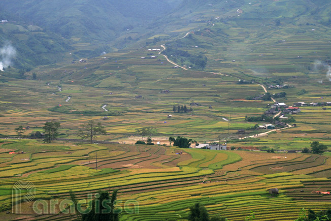 Sublime golden rice valley at Tu Le - Khau Pha