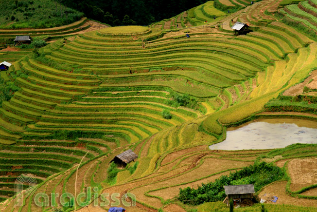 Rice terraces that take your breath away