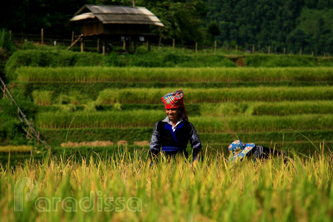A Hmong girl harvesting rice